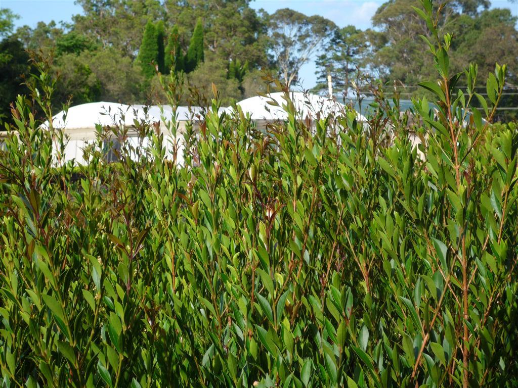 Acmena smithii 'Minor' evergreen screening plant