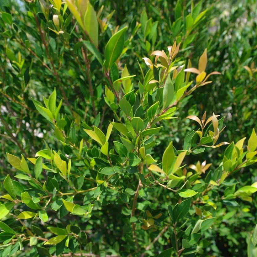 Acmena smithii 'Minor' native style hedge