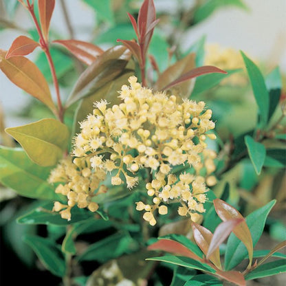 Acmena smithii 'Minor' privacy hedge plant