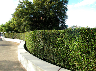 Acmena smithii 'Minor' lilly pilly hedge plant