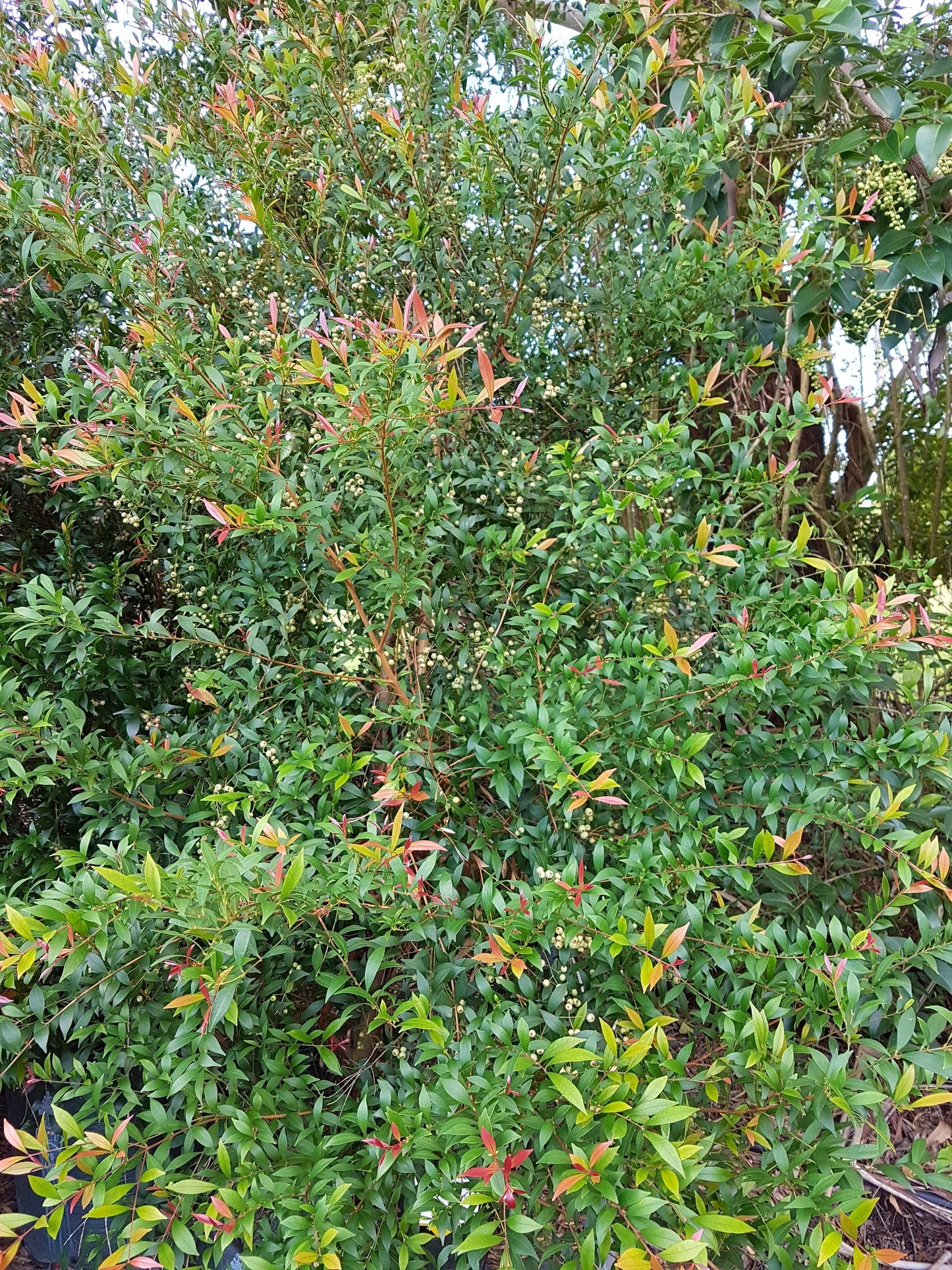 Acmena smithii 'Red Tip Form' evergreen screening plant