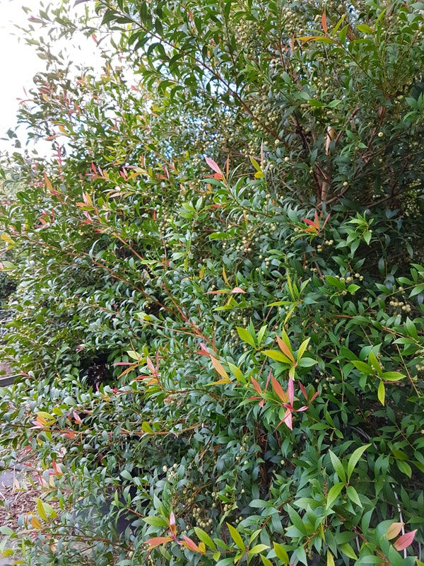 Acmena smithii 'Red Tip Form' native style hedge