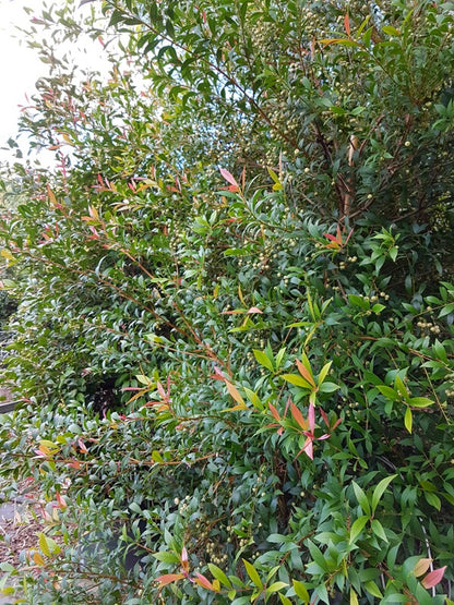 Acmena smithii 'Red Tip Form' native style hedge