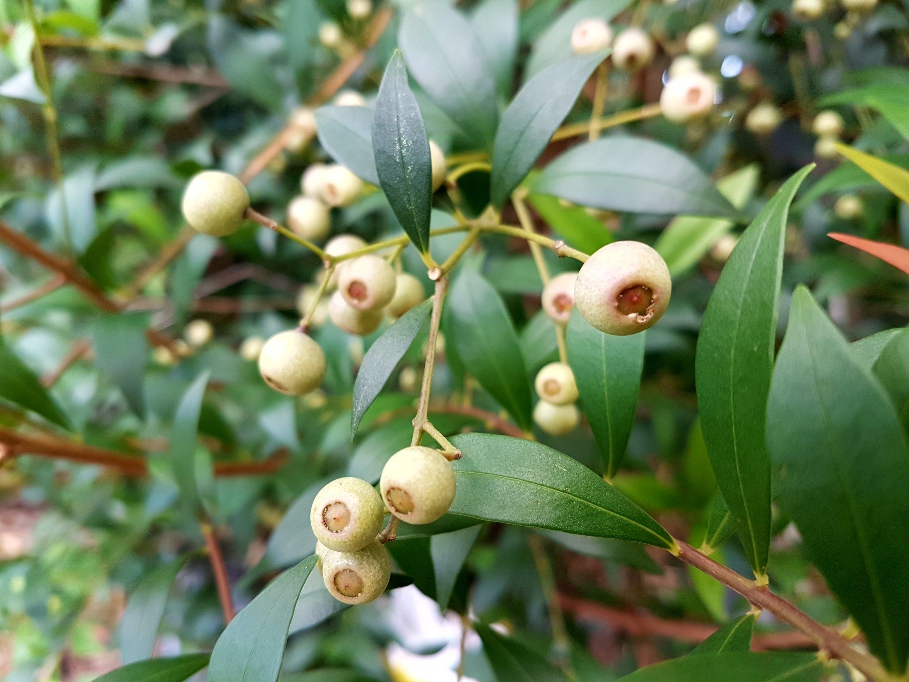 Acmena smithii 'Red Tip Form' privacy hedge plant