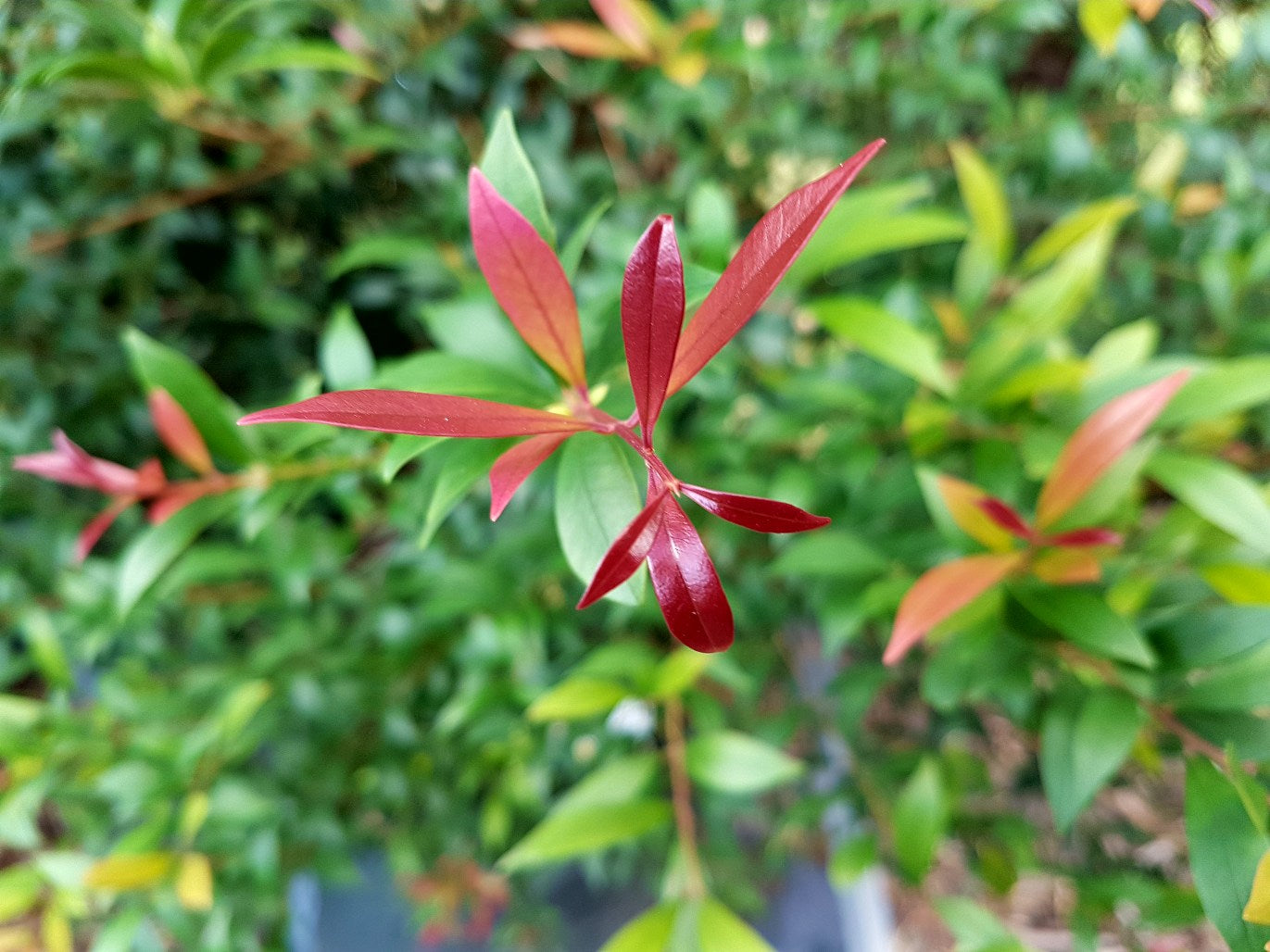 Acmena smithii 'Red Tip Form' lilly pilly hedge plant