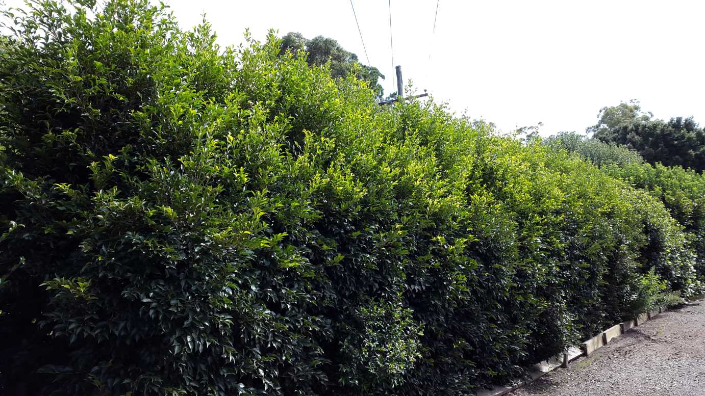 Acmena smithii 'Sublime' evergreen screening plant
