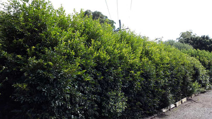 Acmena smithii 'Sublime' evergreen screening plant