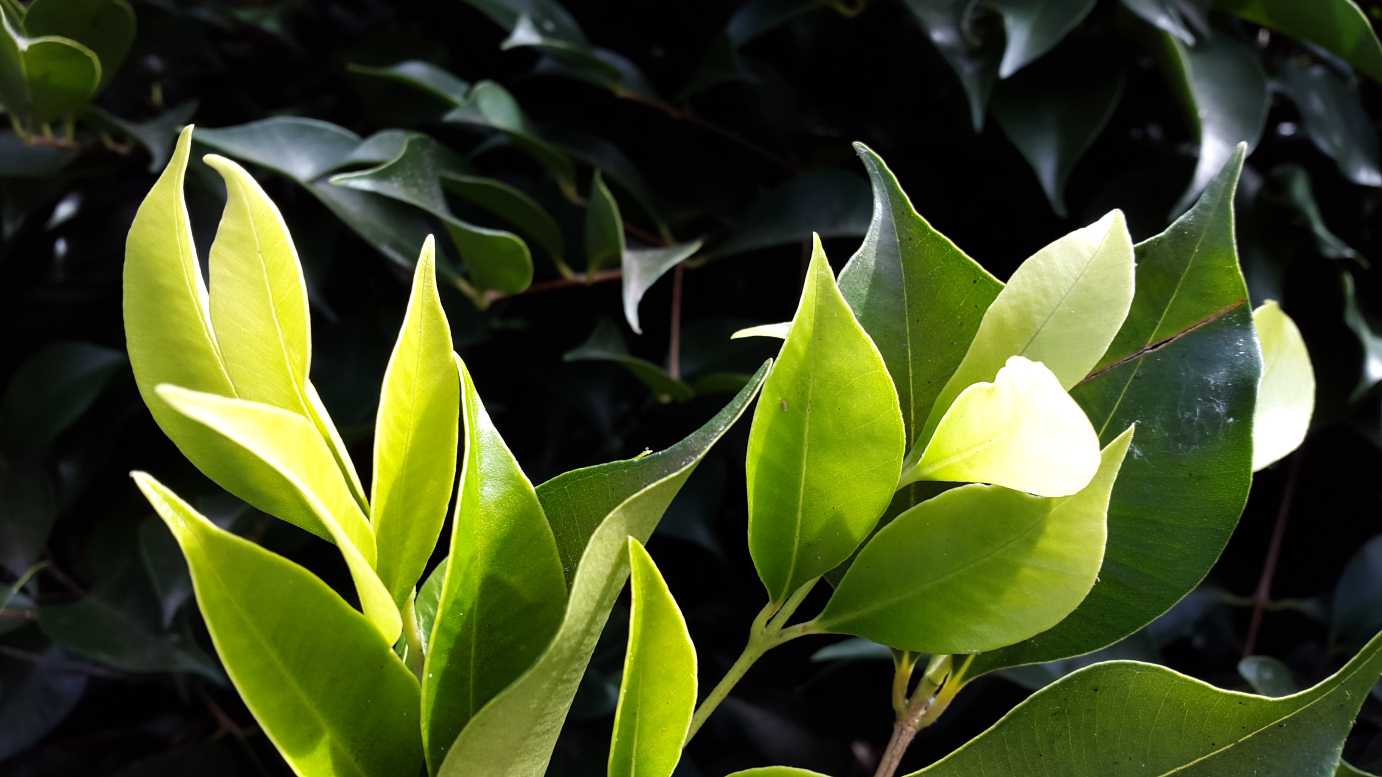 Acmena smithii 'Sublime' native style hedge