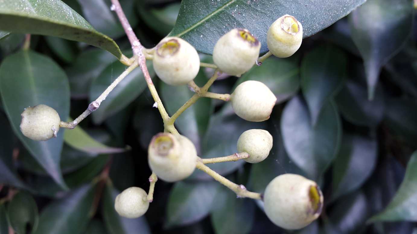 Acmena smithii 'Sublime' privacy hedge plant