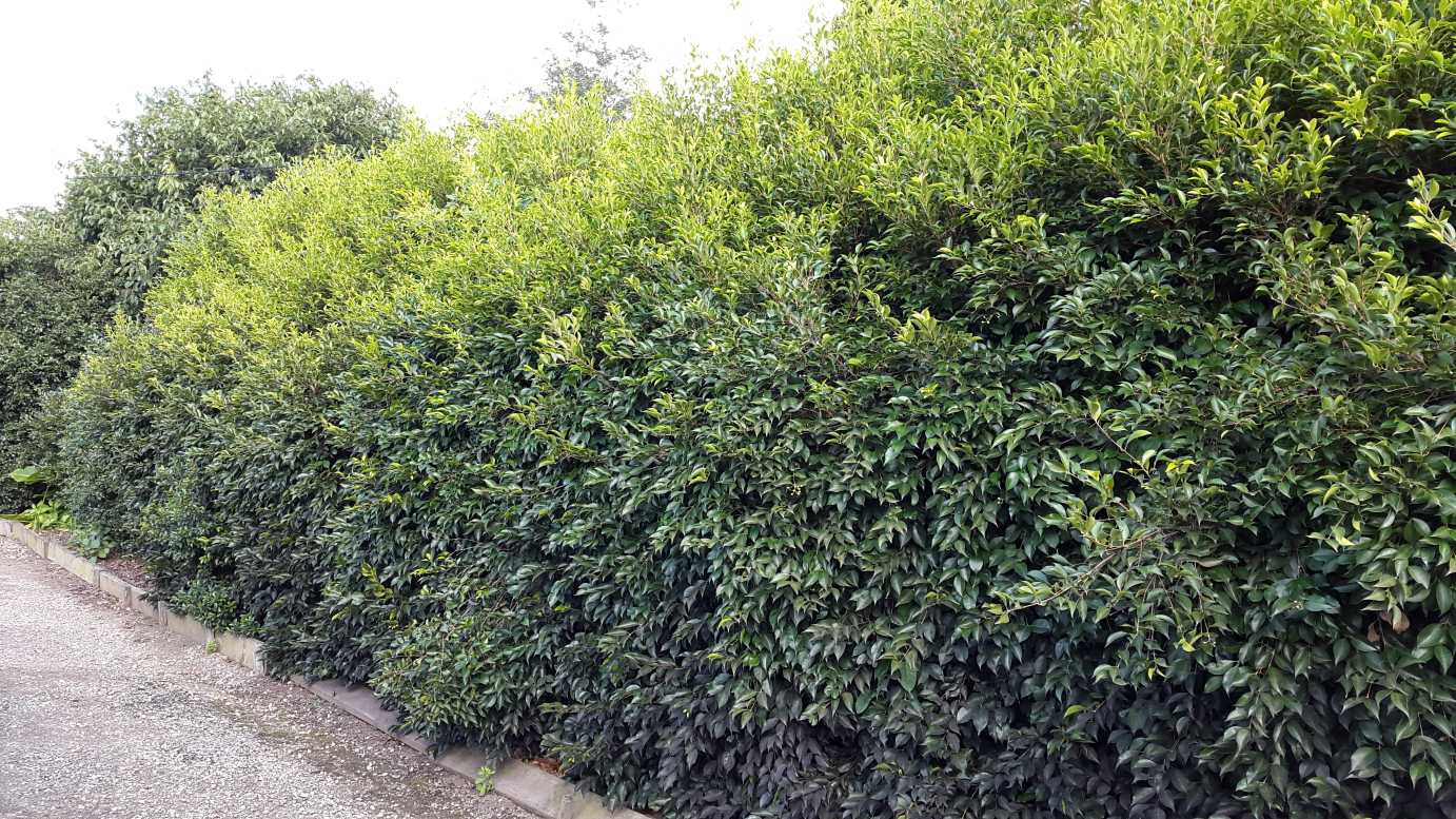 Acmena smithii 'Sublime' lilly pilly hedge plant