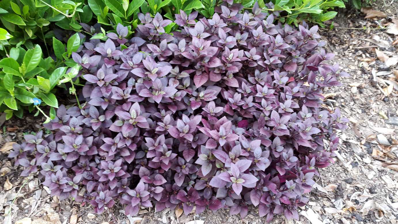 Alternanthera dentata 'Little Ruby' colour border plant