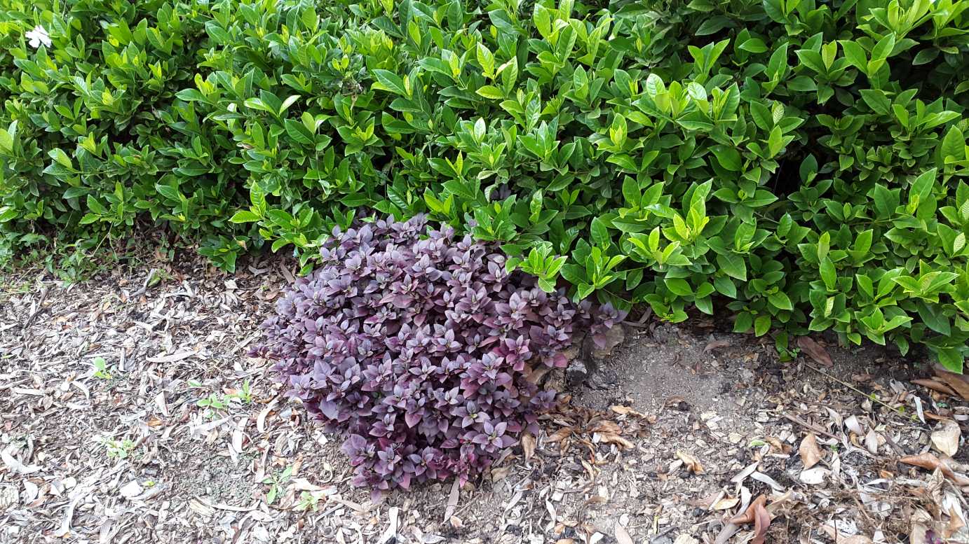 Alternanthera dentata 'Little Ruby' low garden border