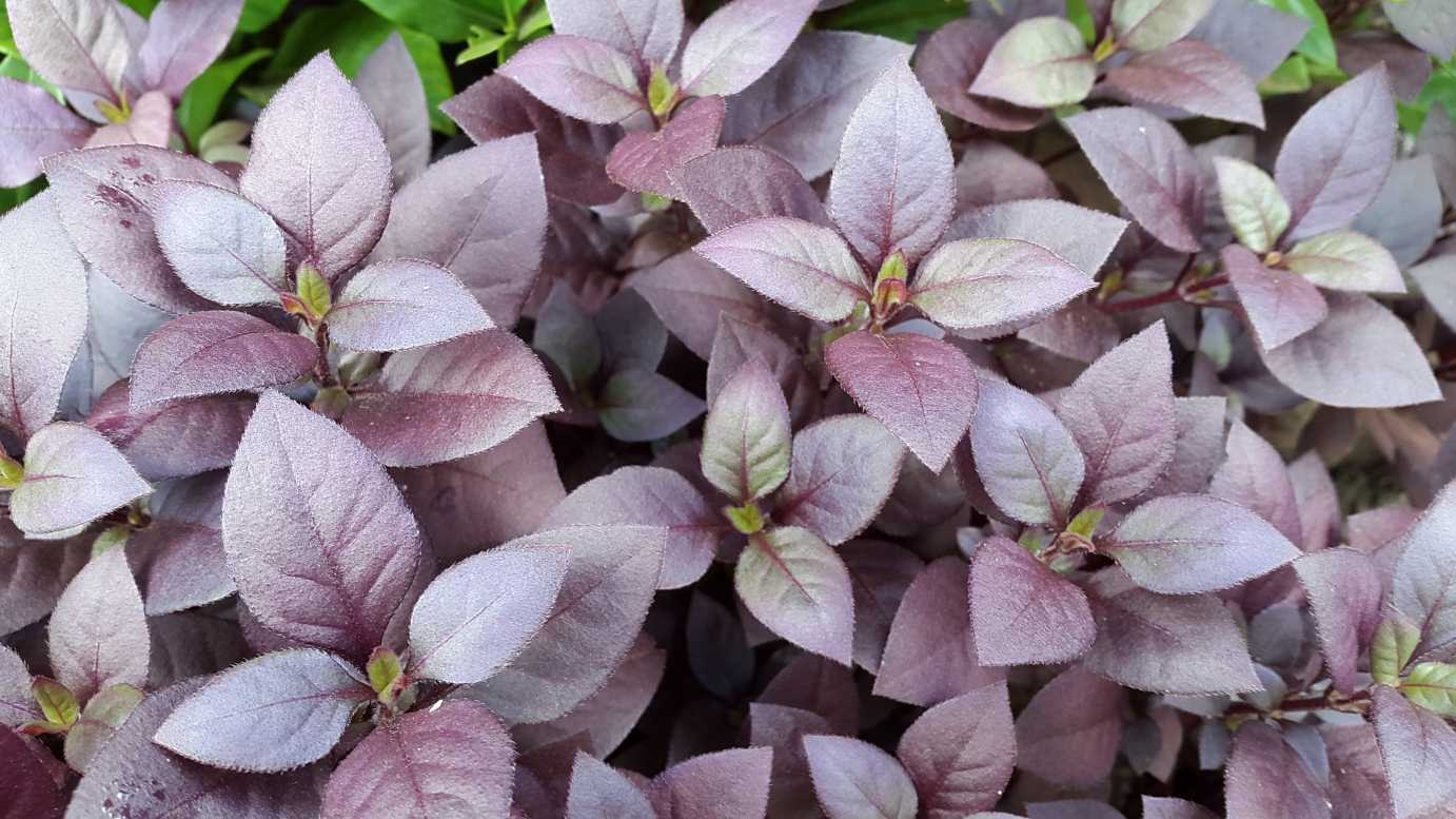 Alternanthera dentata 'Little Ruby' contrast planting shrub