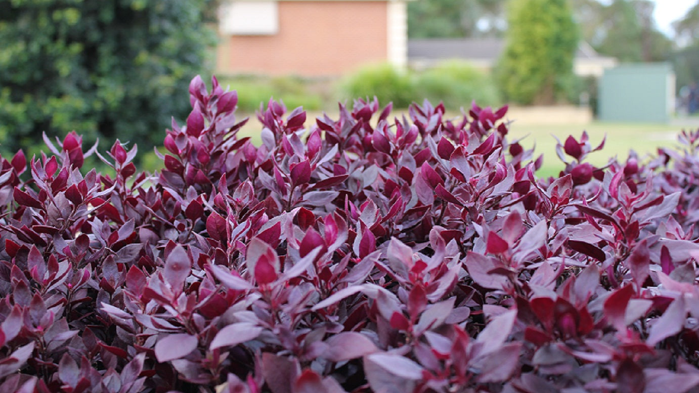 Alternanthera dentata 'Little Ruby' purple foliage plant