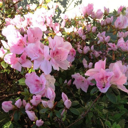 Azalea 'Alphonse Anderson' part shade plant