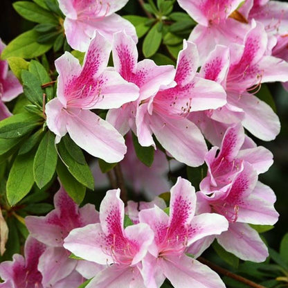 Azalea 'Alphonse Anderson' spring flowering shrub