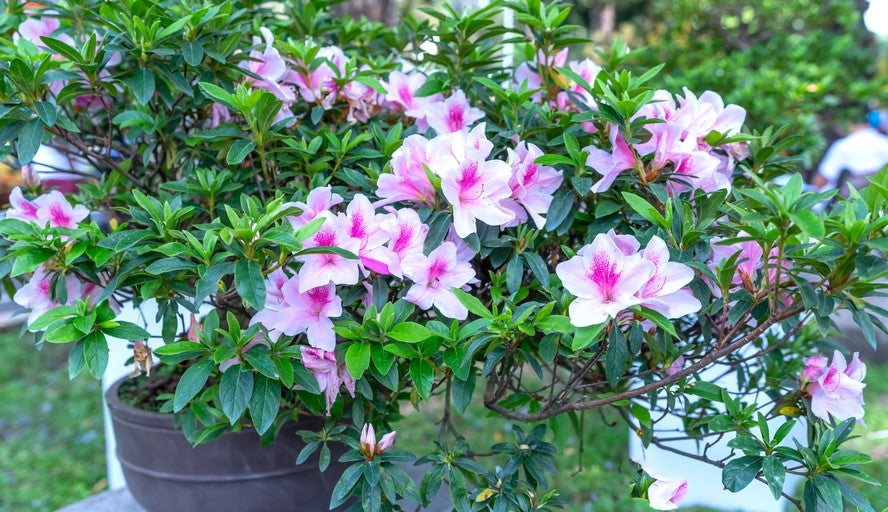 Azalea 'Alphonse Anderson' flowering azalea shrub