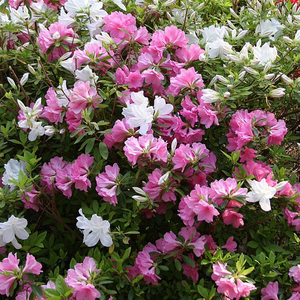 Azalea assorted part shade plant