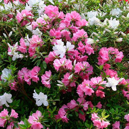 Azalea assorted part shade plant