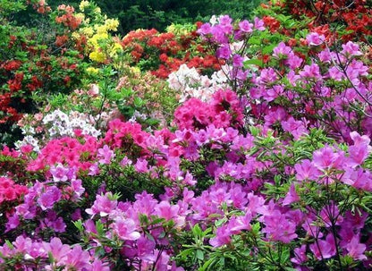 Azalea assorted spring flowering shrub