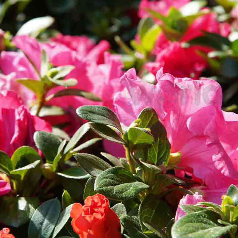 Azalea assorted garden feature plant