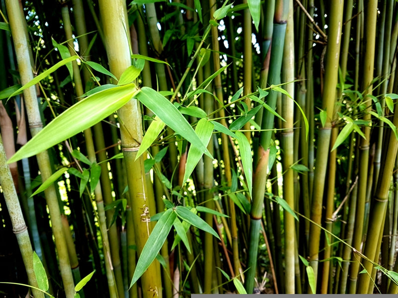 崖州竹 Gracilis 光滑竹秆与纤细绿色叶片特写