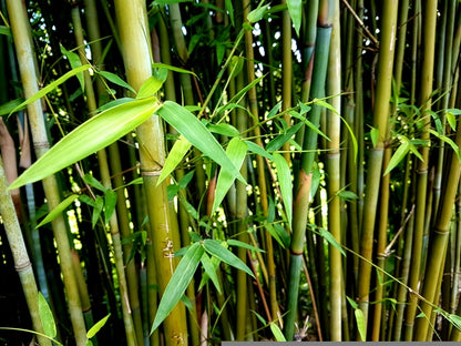 崖州竹 Gracilis 光滑竹秆与纤细绿色叶片特写