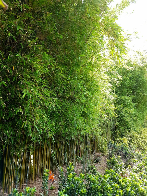 崖州竹 Gracilis 成熟植株形成浓密直立的绿色隐私屏风