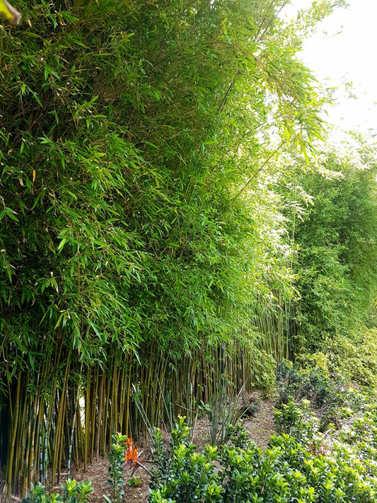 崖州竹 Gracilis 成熟植株形成浓密直立的绿色隐私屏风