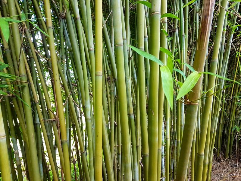 Gracilis Slender Weavers Bamboo 紧密丛生的细长绿色竹秆
