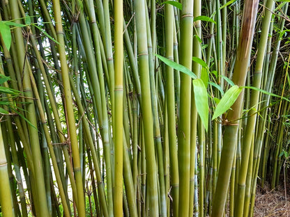 Gracilis Slender Weavers Bamboo 紧密丛生的细长绿色竹秆