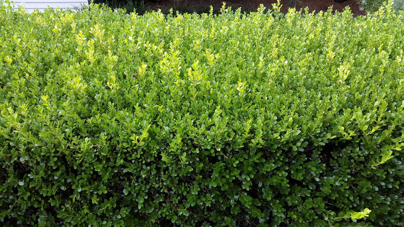 Buxus microphylla japonica formal garden hedge