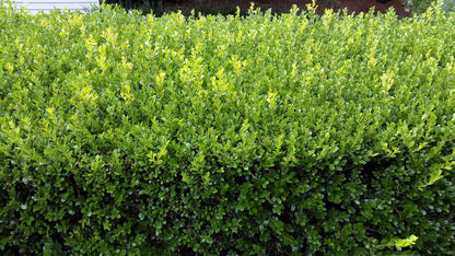 Buxus microphylla japonica formal garden hedge