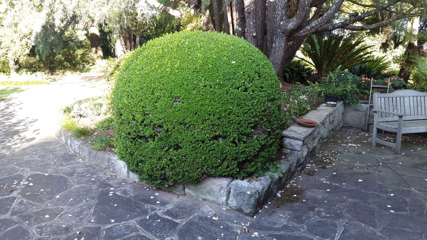 Buxus microphylla japonica low hedge plant
