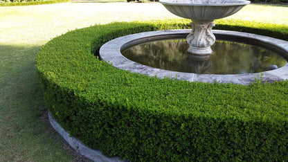 Buxus microphylla japonica box hedge plant
