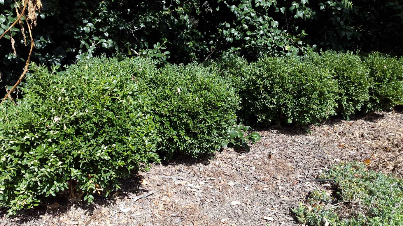 Buxus microphylla micro formal garden hedge