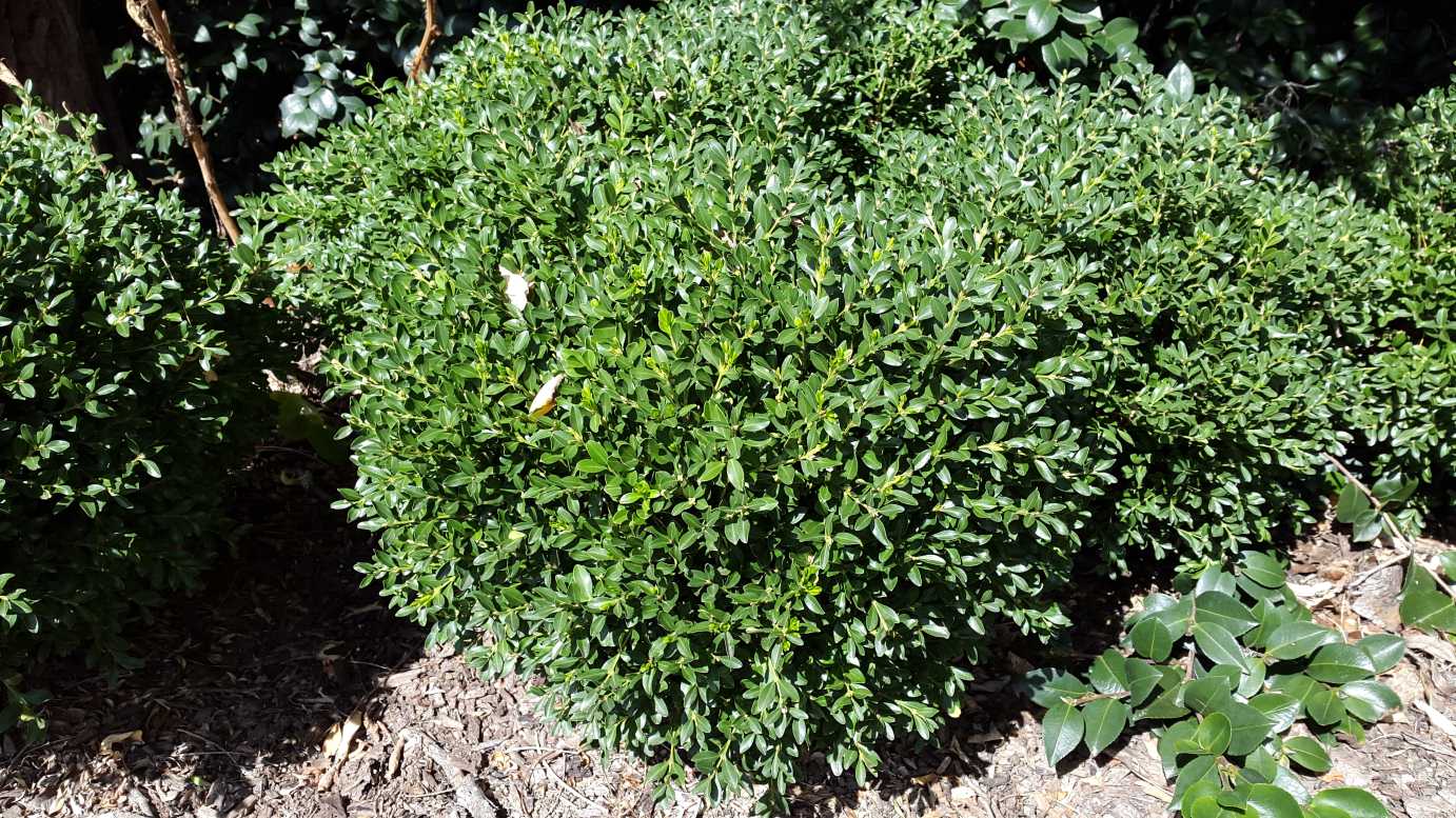 Buxus microphylla micro low hedge plant