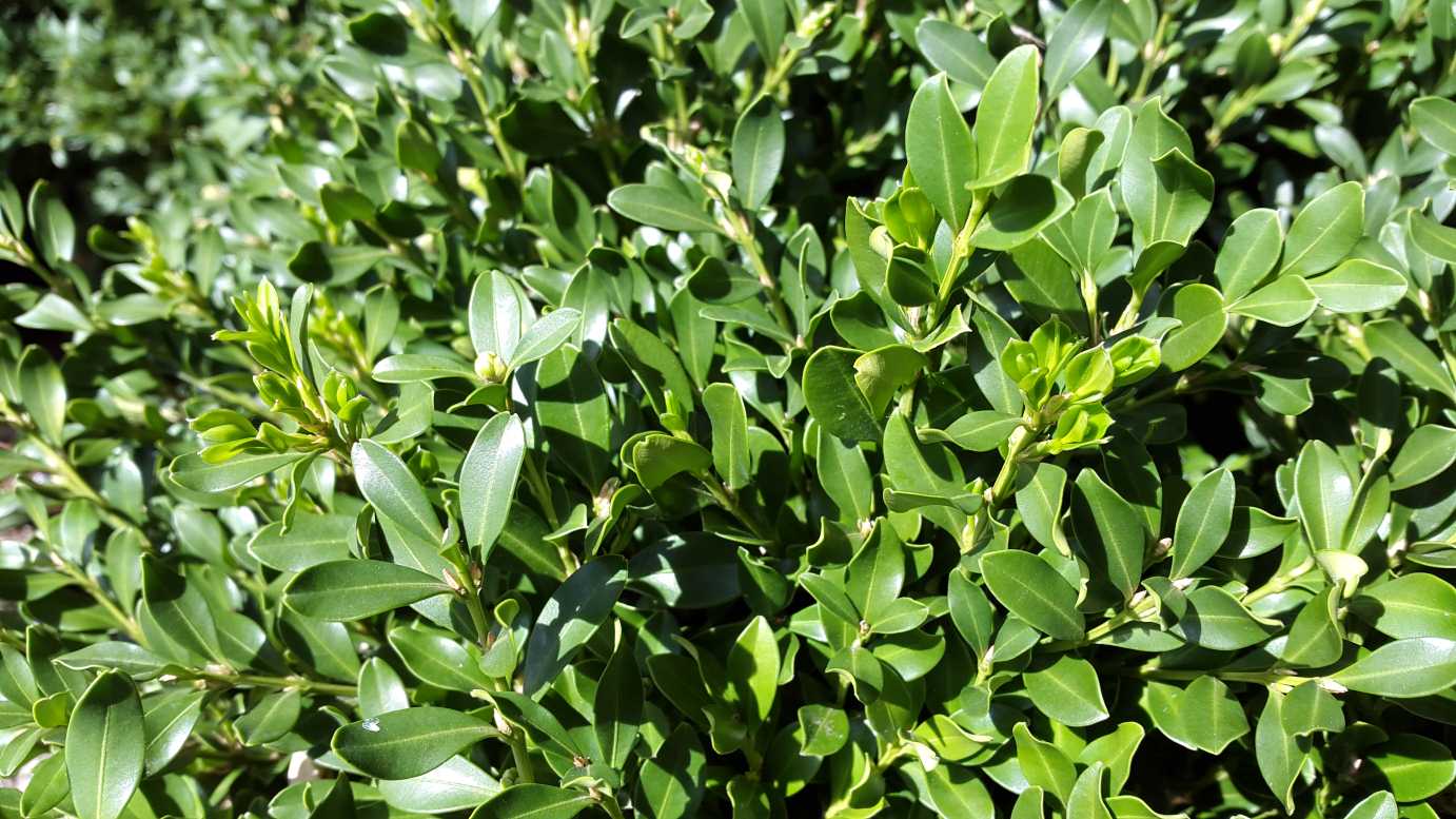 Buxus microphylla micro topiary plant