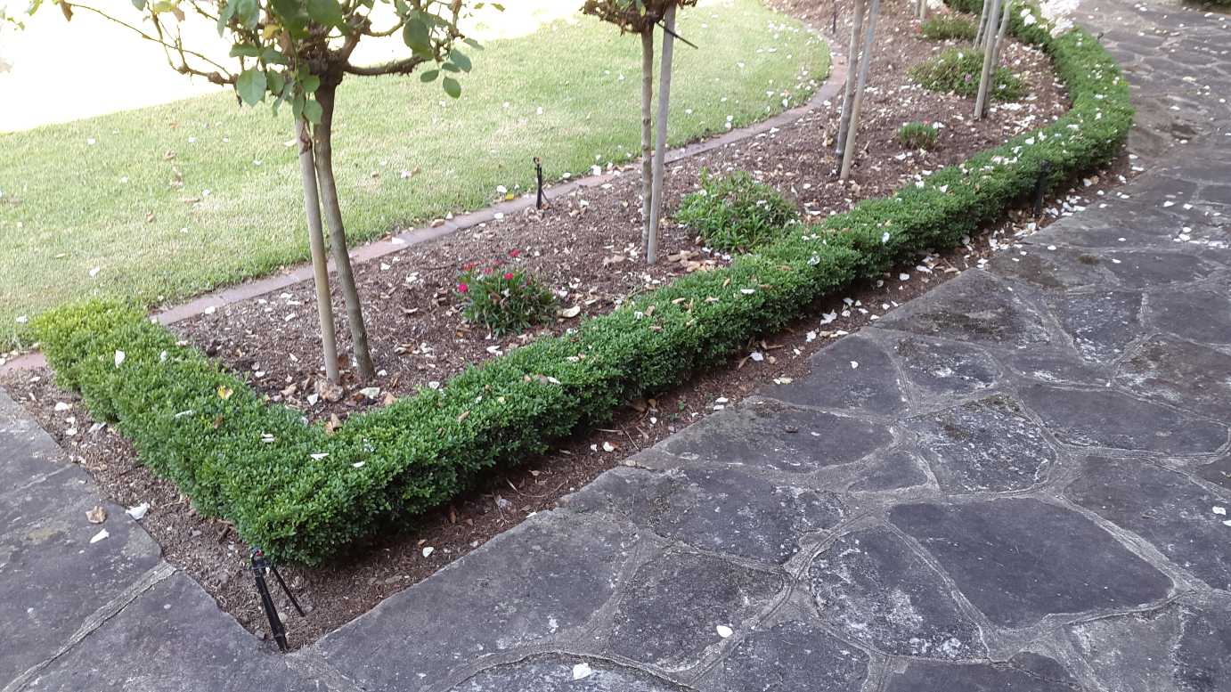 Buxus microphylla micro box hedge plant