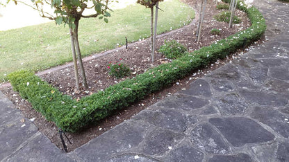 Buxus microphylla micro box hedge plant