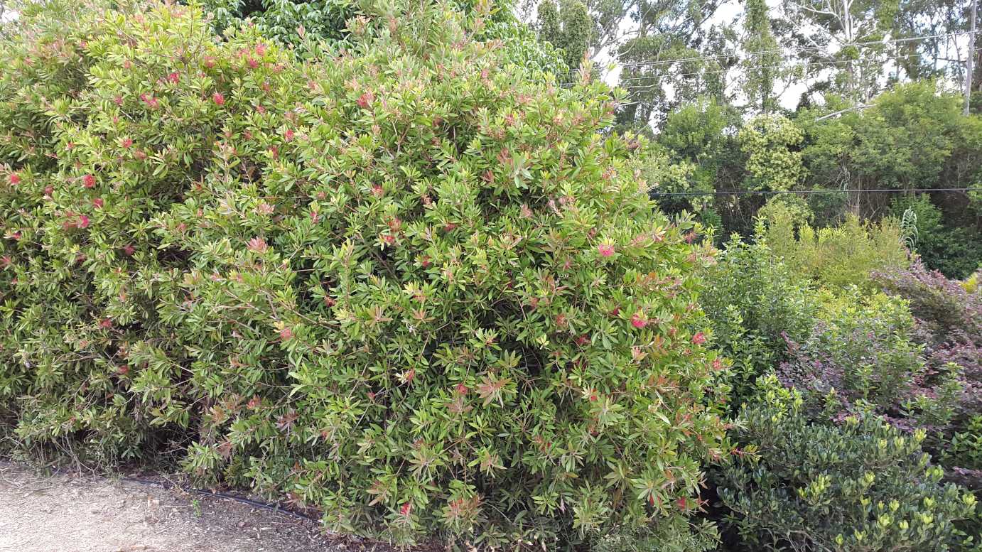 Callistemon citrinus 'Endeavour' red flowering shrub