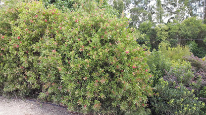 Callistemon citrinus 'Endeavour' red flowering shrub