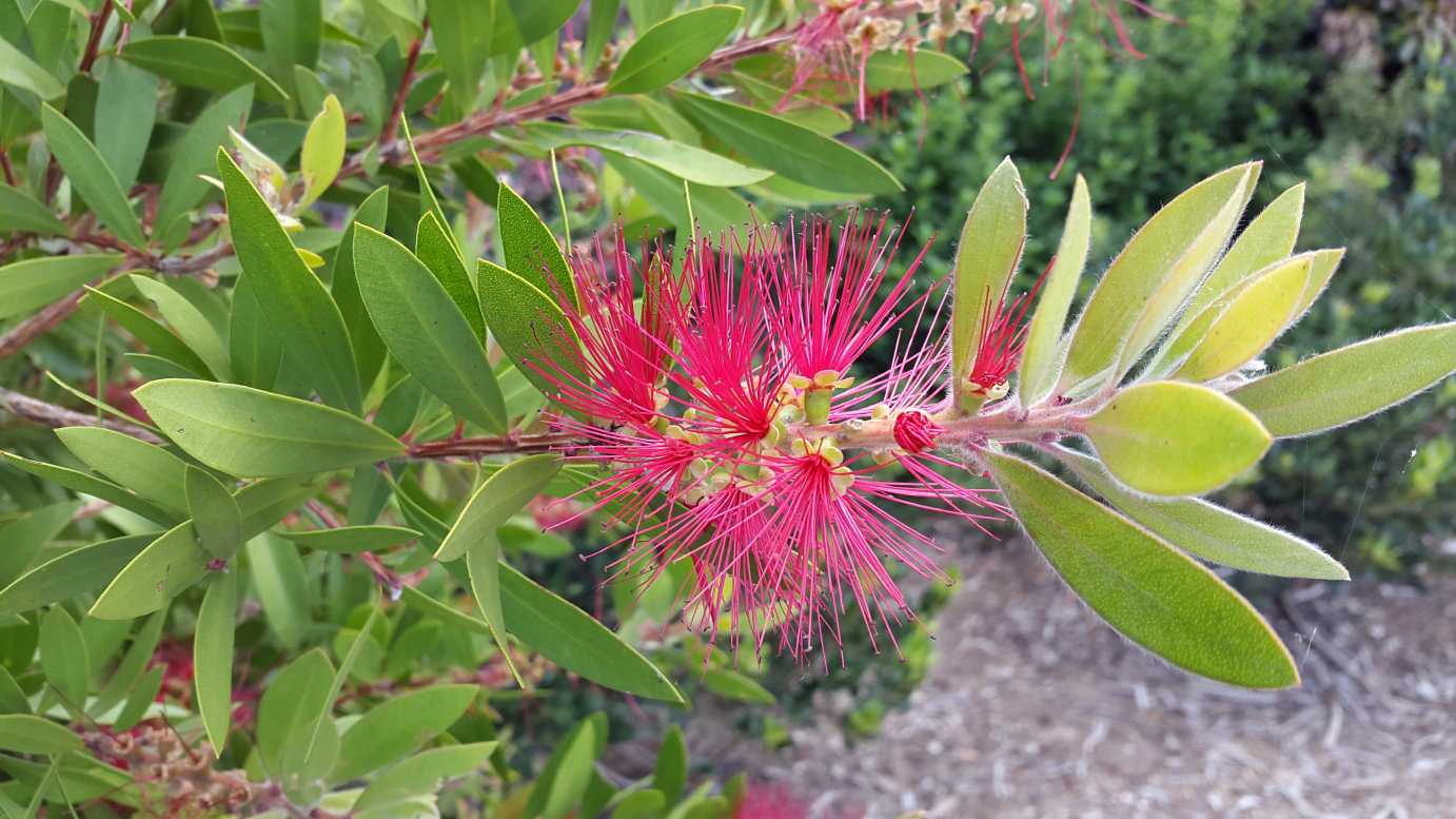 Callistemon citrinus 'Endeavour' bird attracting plant