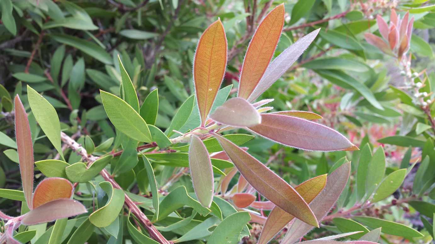 Callistemon citrinus 'Endeavour' Australian native plant