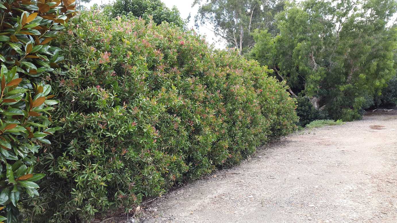 Callistemon citrinus 'Endeavour' native bottlebrush shrub