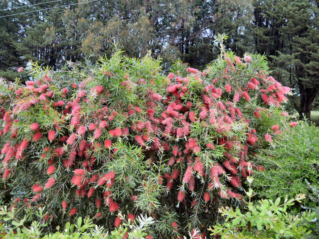 Callistemon 'Kings Park Special' red flowering shrub
