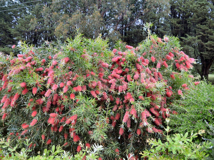 Callistemon 'Kings Park Special' red flowering shrub