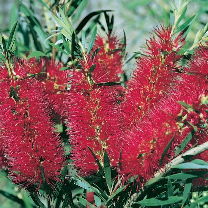 Callistemon 'Kings Park Special' bird attracting plant