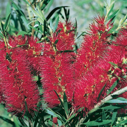 Callistemon 'Kings Park Special' bird attracting plant