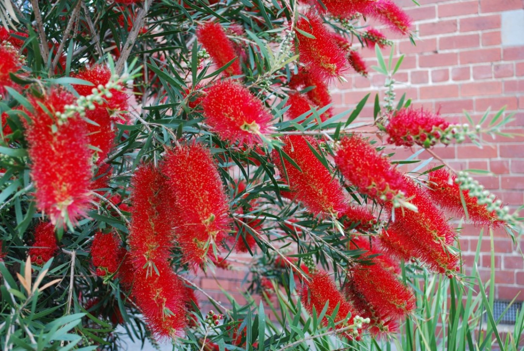 Callistemon 'Kings Park Special' native bottlebrush shrub